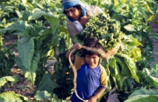 Documental Informe Huicholes y Plaguicidas