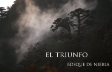 Bosque de Niebla en Chiapas