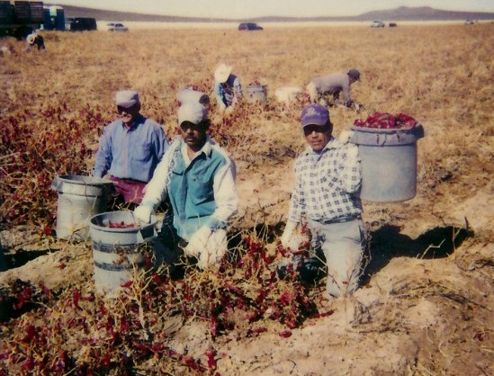 Ocho de cada 10 migrantes que laboran en los cultivos en EU son mexicanos: Departamento de Trabajo de Estados Unidos. Foto: Especial
