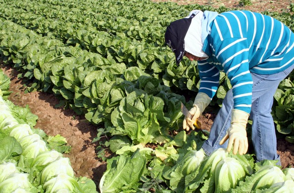 Trabajadores agrícolas en México