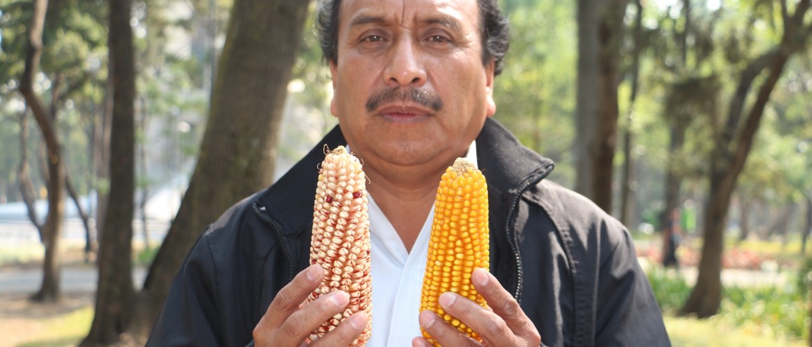 Pese a impugnaciones de empresas transnacionales, continúa la suspensión de maíz transgénico
