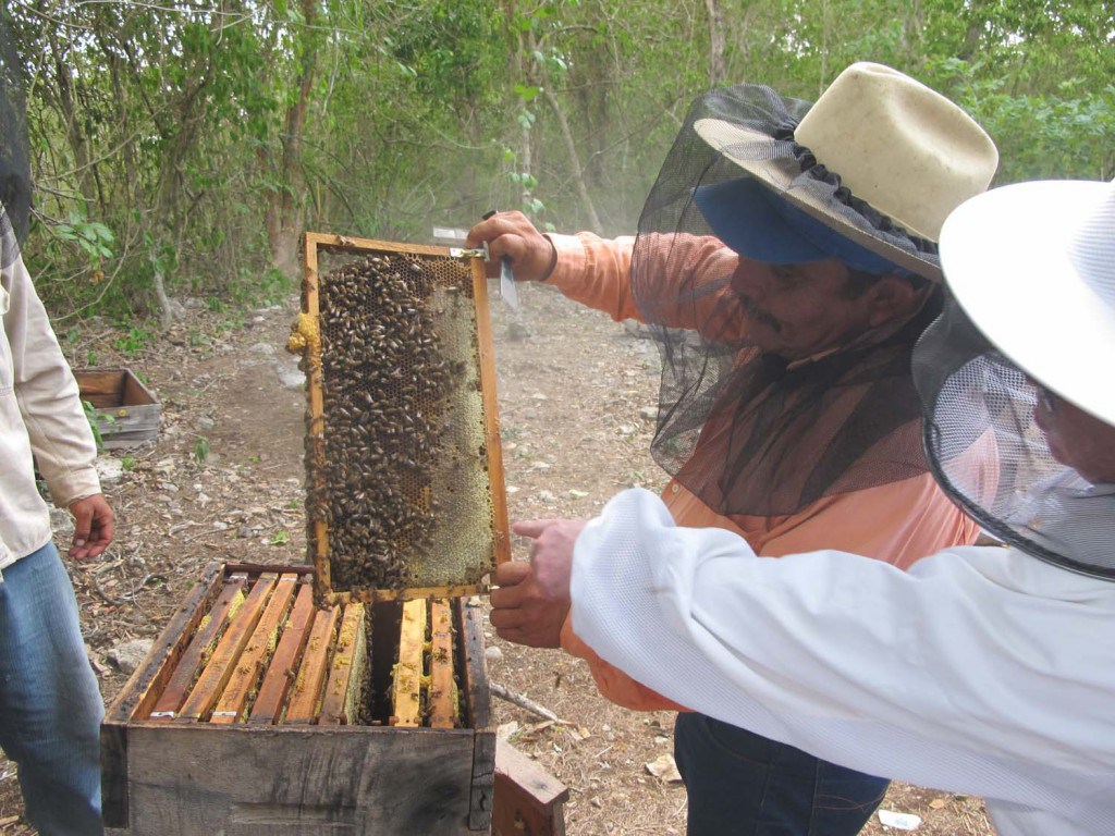 Tribunal obliga a SAGARPA a responder ante solicitud de apicultores mayas