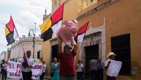 Llaman a respetar resultados de autoconsulta sobre las mega granjas de cerdos en Yucatán