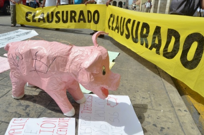 Yucatán: Denuncian trampa de empresa porcícola contra jueza que detuvo su funcionamiento