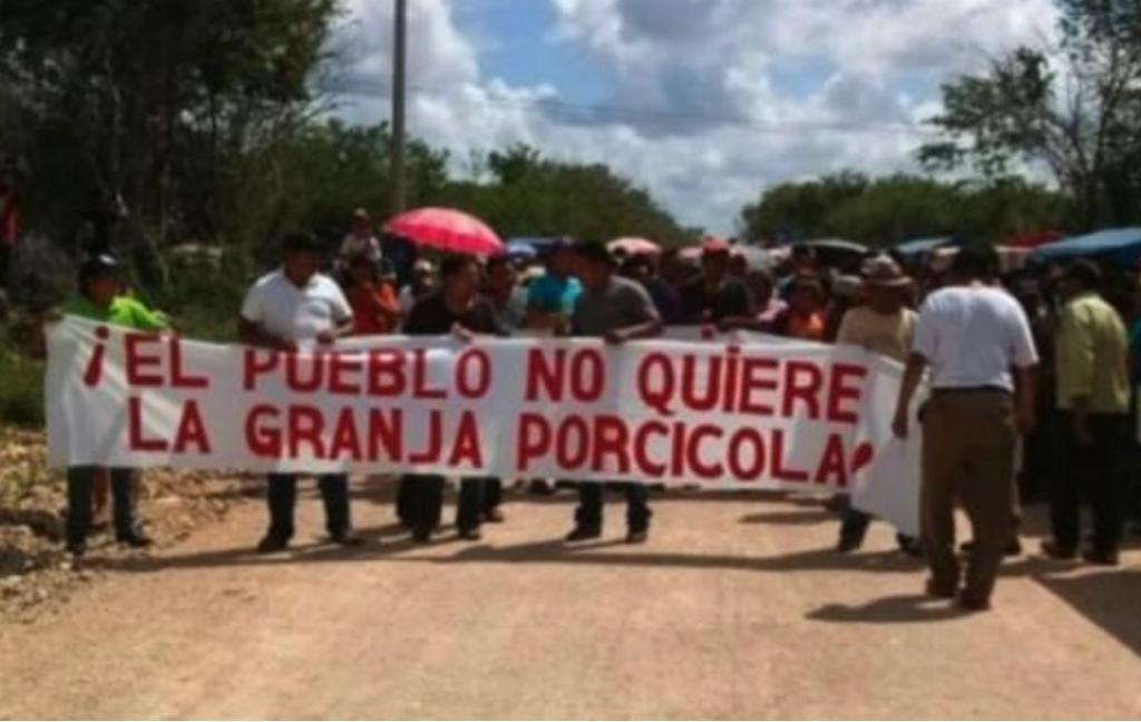 Atraería SCJN caso de megagranja porcícola que amenaza los cenotes en Yucatán