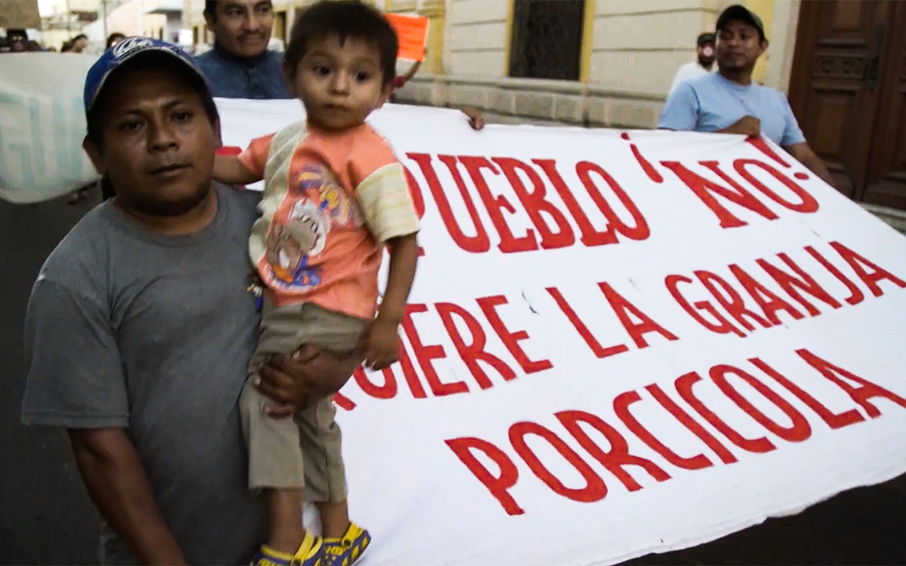 Comunidades en Península de Yucatán denuncian a granjas industriales porcícolas