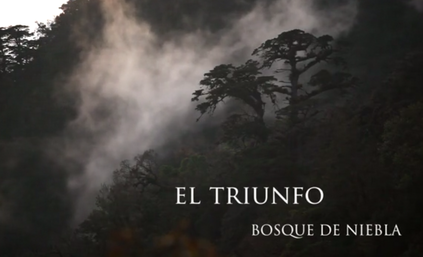 Bosque de Niebla en Chiapas
