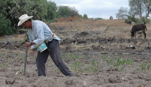 Campesino sembrando sus tierras en un núcleo ejidal de Zumpango,Tultitlán.